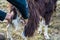 Close up goat milking in farm