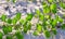 Close up of Goat`s Foot Creeper on sand ground, Has good medicinal properties