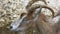 Close-up of the goat`s head. with big horns and a goatee.