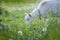 Close-up goat at sunny village countryside