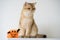 close up gold british cat with wearing pumpkin halloween concept