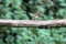 A close up of a Gold Finch