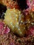 Close Up Gold Lace Nudibranch Underwater Hawaii