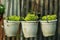 Close-up of Gold Moss Sedum plant in the pot