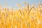 Close up of gold ripe wheat or rye ears against blue sky. Summer sunday. Selective focus.