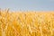 Close up of gold ripe wheat or rye ears against blue sky. Summer sunday. Selective focus