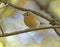 Close-up of goldcrest perching on a branch