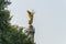 Close-up of golden angel satue and berlin Victory Column