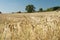 Close up of golden barley ears with background of field..