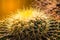 Close up golden barrel cactus in the garden with light rays