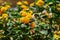 Close up of golden basket or Gold Alyssum flowers Aurinia saxatilis yellow ornamental plant