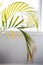 Close-up of golden cane palm leaves indoor by the window