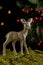 Close-up of golden Christmas deer on green moss, black background with lights and holly leaves