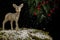 Close-up of golden Christmas deer on moss with snow falling, black background with green leaves and holly,