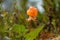 Close up of a golden cloud berry still growing on the mire