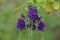 Close up Golden dewdrop,pigeon berry or skyflower  in green background.Duranta erecta Beautiful purple flower blossom.