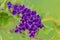 Close up Golden dewdrop,pigeon berry or skyflower  in green background.Duranta erecta Beautiful purple flower blossom.