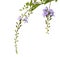 Close up Golden dewdrop, pigeon berry or skyflower in green background.Duranta erecta Beautiful purple flower blossom.