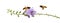Close up Golden dewdrop, pigeon berry or skyflower in green background.Duranta erecta Beautiful purple flower blossom.