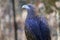 Close-up of Golden Eagle, Land Between Lakes, KY