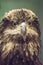 Close up of a Golden Eagle with a light green background.