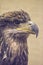 Close up of a Golden Eagle with a light green background.