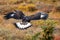 Close up golden eagle portrait at Denali National Park in Alaska