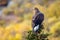 Close up golden eagle portrait at Denali National Park in Alaska