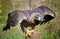 Close up of Golden eagle protecting a prey his lunch with his paws