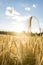 Close up of golden ear of wheat illuminated by sun