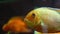 Close-up of golden fish swimming in aquarium. Frame. Tropical big goldfish with white spots swim in clean aquarium