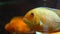 Close-up of golden fish swimming in aquarium. Frame. Tropical big goldfish with white spots swim in clean aquarium