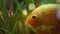 Close-up of golden fish swimming in aquarium. Frame. Tropical big goldfish with white spots swim in clean aquarium