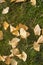 Close up of golden gingko biloba leaves in autumn