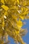 Close up of golden gingko biloba leaves in autumn