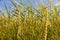 Close-up of a golden green rice field