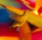 Close-up of golden hummingbird approaching bird-of-paradise flowers