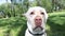 Close up of a golden Labrador Retriever dog head when he barks outdoor