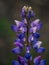 Close up of golden light filtering through Sky lupine