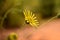 Close up of Golden marguerite or Cota tinctoria flower in the garden