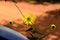 Close up of Golden marguerite or Cota tinctoria flower in the garden