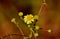 Close up of Golden marguerite or Cota tinctoria flower in the garden