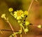 Close up of Golden marguerite or Cota tinctoria flower in the garden