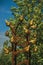 Close-up of golden metal birds monument with leafy tree in a sunny day at Weesp.