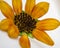 Close up of golden orange daisy with nine petals