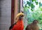 Close-up Golden pheasant bird red and yellow