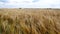 Close up of golden ripe barley ears. Barley field.