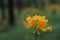 Close up golden spider lily Lycoris aurea flower with rain drops