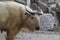 Close up Golden takin, China