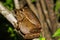 Close up golden tree frog  breeding on branch